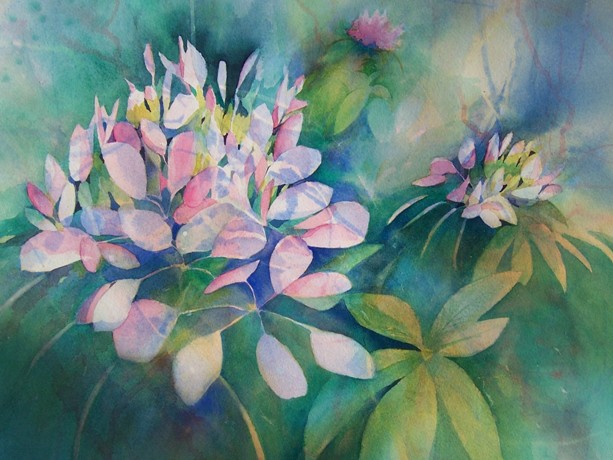 Cleome Gardenedited